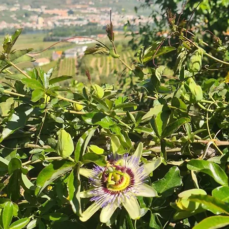 Golden Mirror Lamego